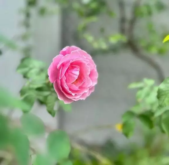 Hotelli เซน บัลโคนี่ เฮ้าส์ ระนอง