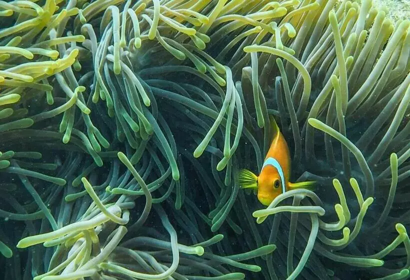 پانسیون Suvaasa Inn