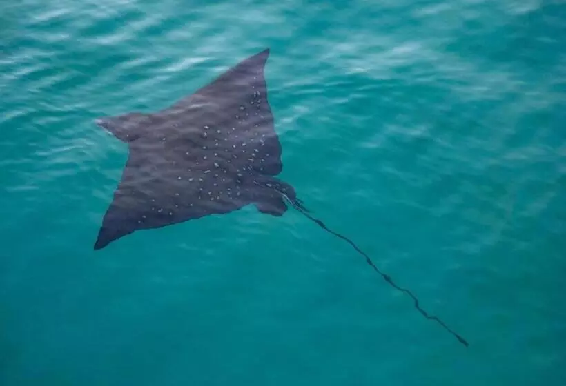 پانسیون Suvaasa Inn