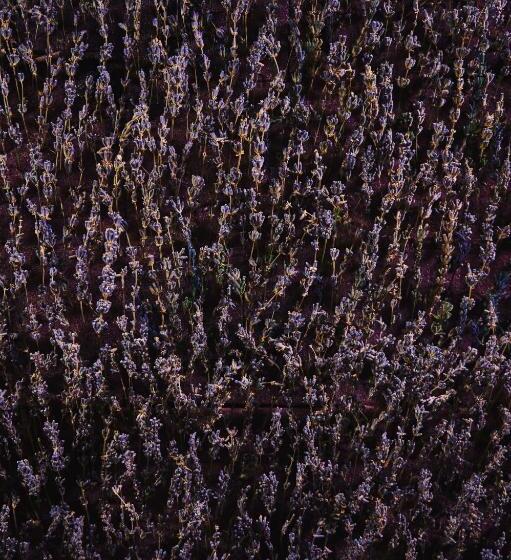 هتل Crona Spa Karpaty