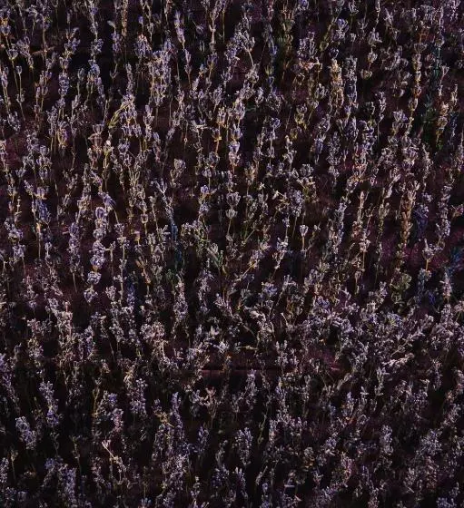 ホテル Crona Spa Karpaty