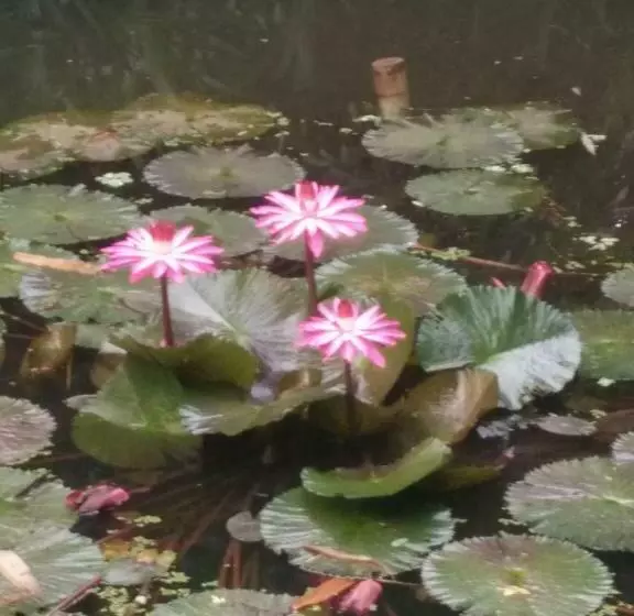 Majatalo ต้งโฮมหละปูน ณ ตูบคำ