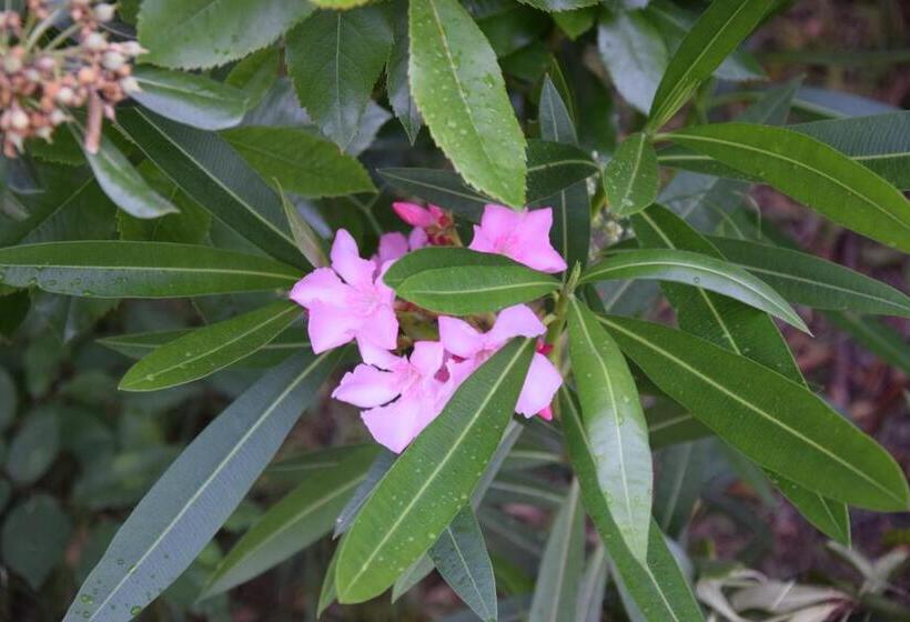 Dijaški Dom Portorož, Hostel