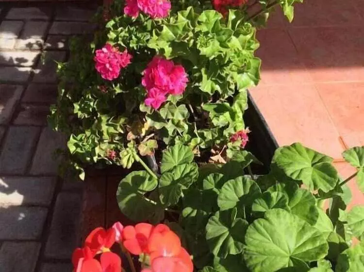 Hotelli Las Hortensia S Casa De Huespedes