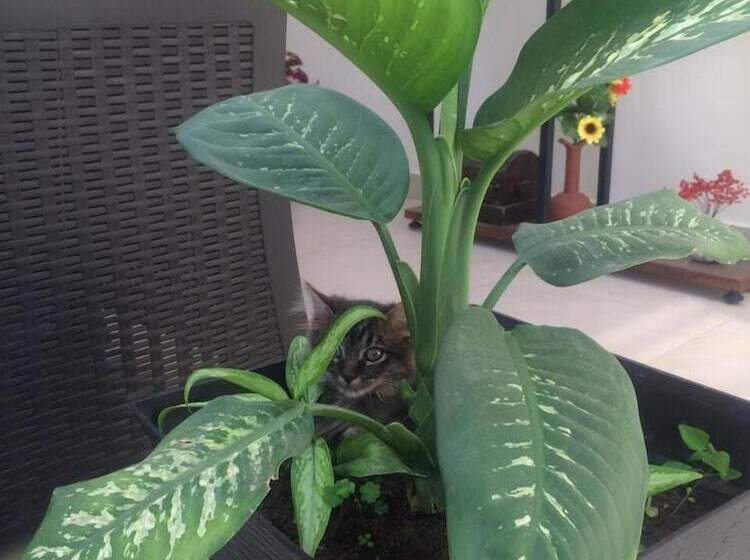 ホテル Las Hortensia S Casa De Huespedes