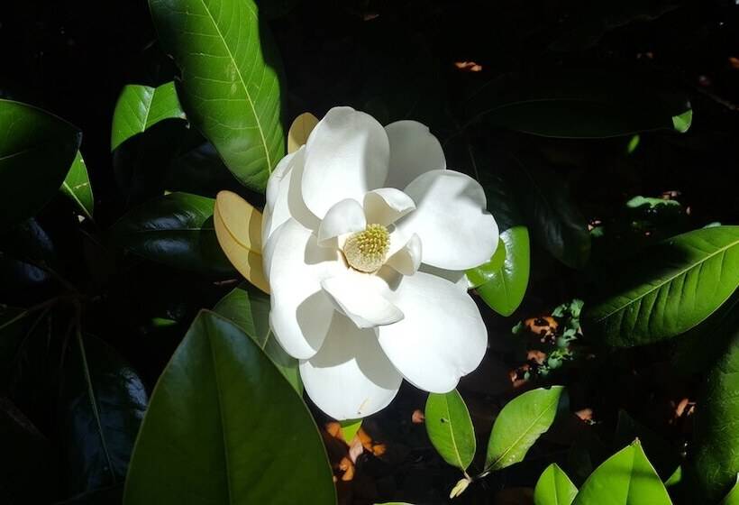 ベッドアンドブレックファースト Hummingbird Inn