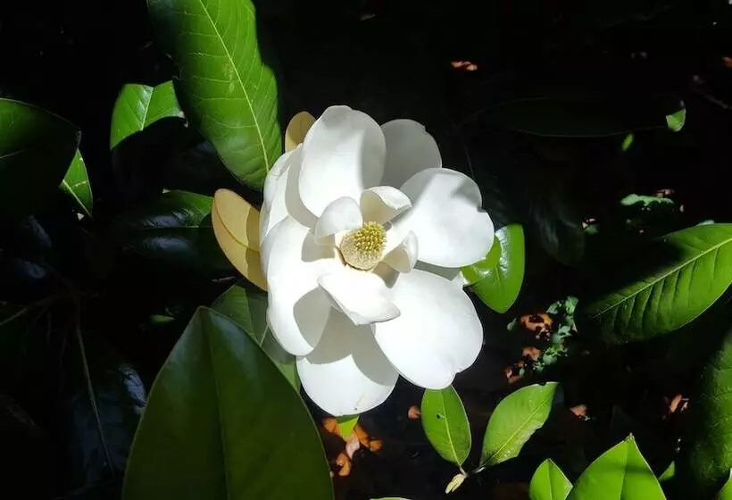 Aamiaismajoitus (B&B) Hummingbird Inn