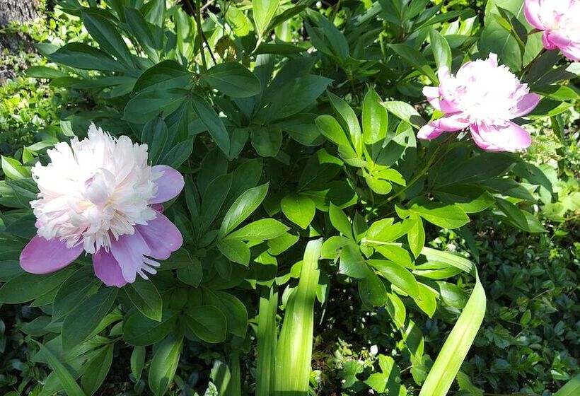 ベッドアンドブレックファースト Hummingbird Inn