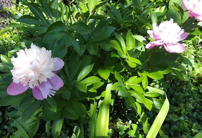 Aamiaismajoitus (B&B) Hummingbird Inn