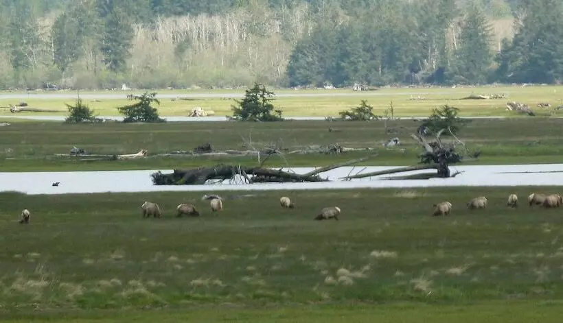 צימר Old Wheeler