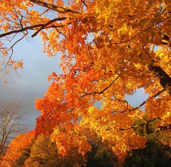 住宿加早餐  Whistler's Inn