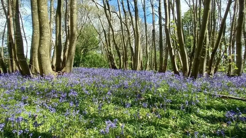 فندق Plumpton House