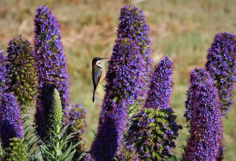 Пансион Storm Bay B & B