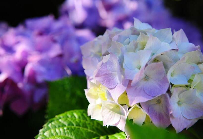 The Crays Accommodation