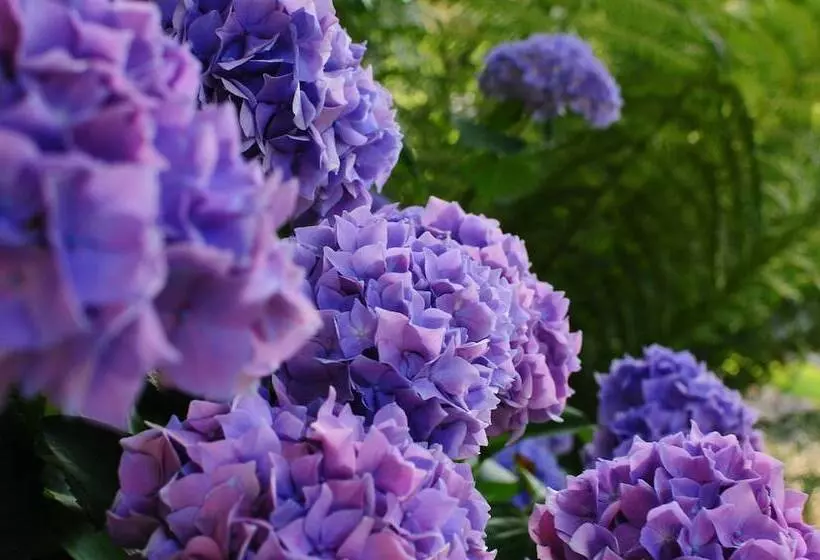 The Crays Accommodation