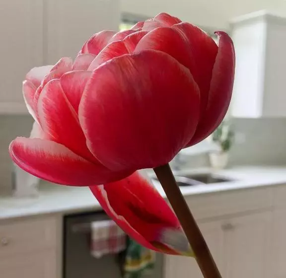 Bed & Breakfast Star Of The Sea Guest House