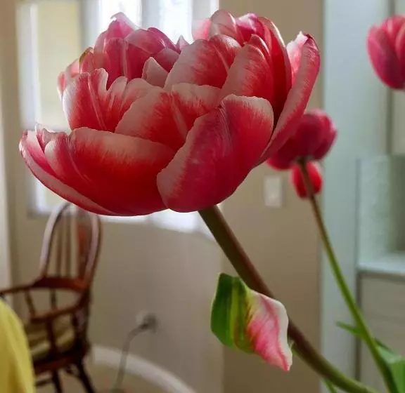 Bed & Breakfast Star Of The Sea Guest House