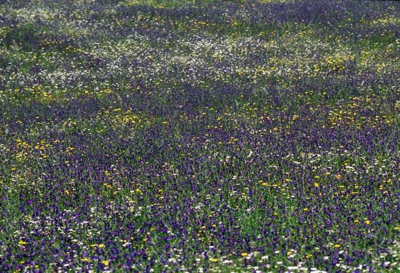 ホテル Molino Rio Alajar