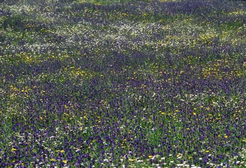 هتل Molino Rio Alajar