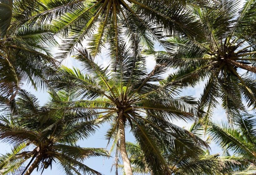 Отель Turtle Bay Boutique