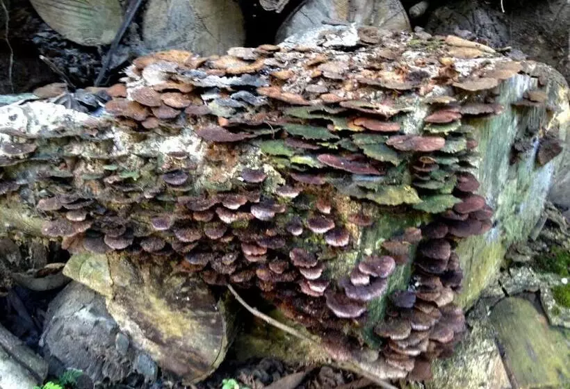 ホテル Casa Manglar Villa