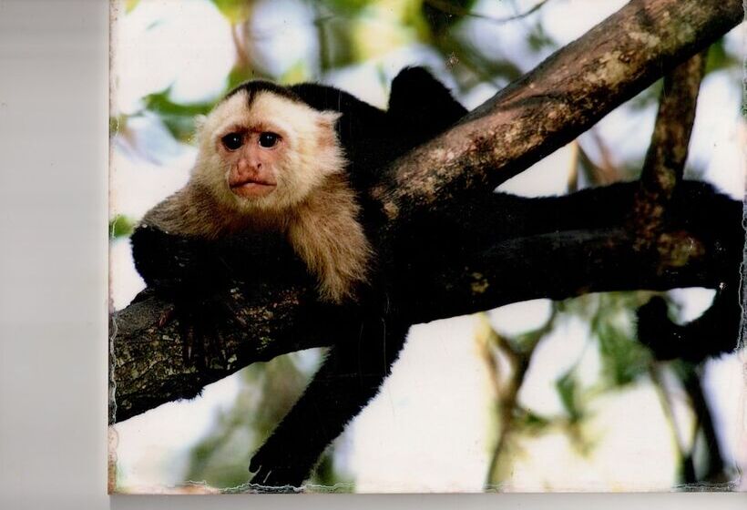 בית מלון כפרי Casa Manglar Villa