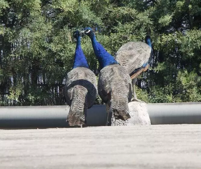 هتل El Cortijo De Daimiel