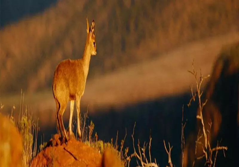 فندق Mount Camdeboo Game Reserve