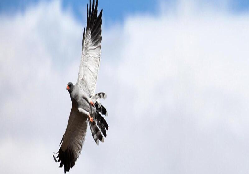 فندق Mount Camdeboo Game Reserve