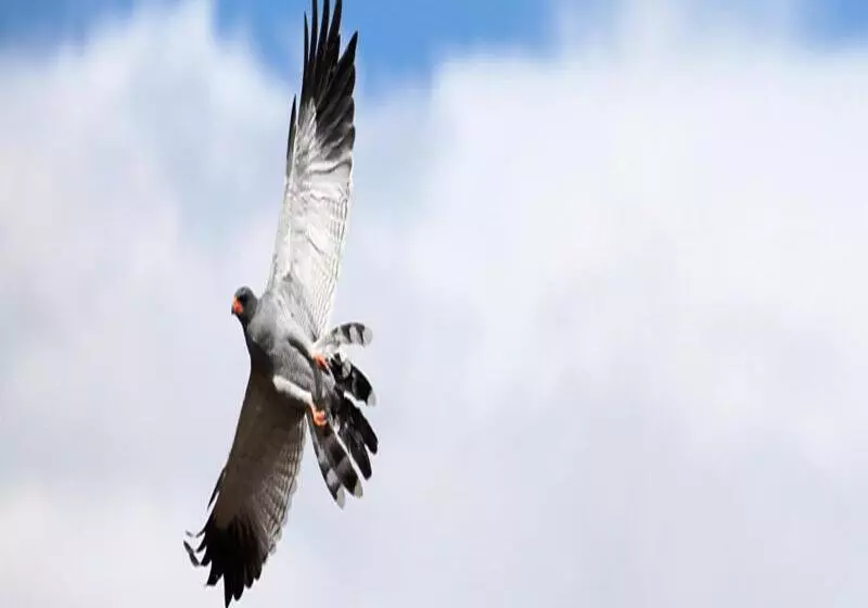 فندق Mount Camdeboo Game Reserve