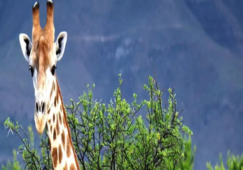 فندق Mount Camdeboo Game Reserve