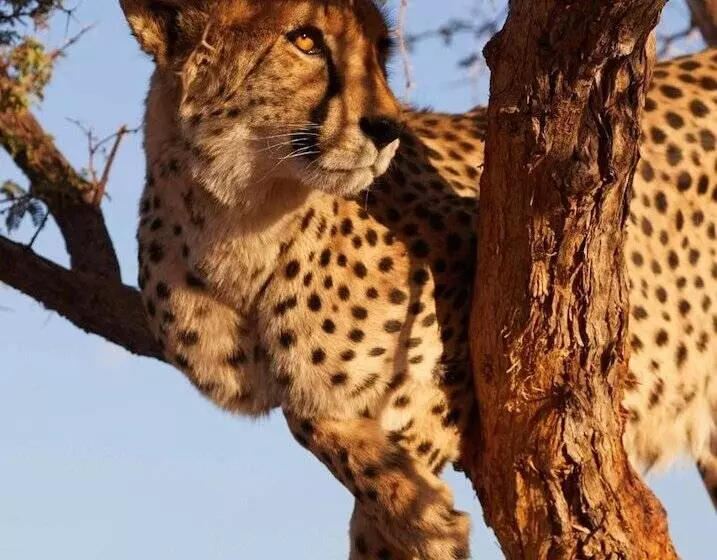 هتل Solitaire Desert Farm