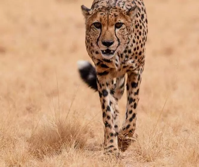 هتل Solitaire Desert Farm