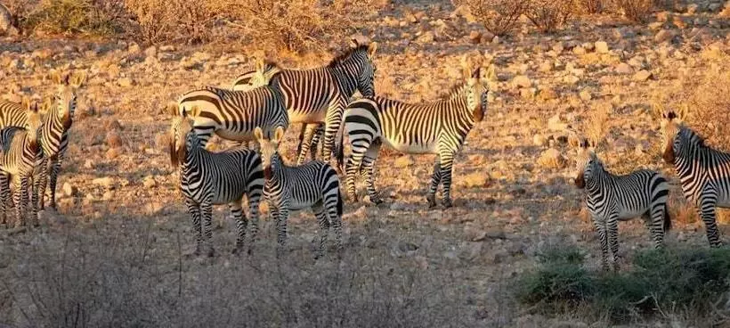 هتل Solitaire Desert Farm