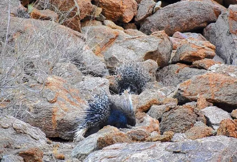 هتل Solitaire Desert Farm