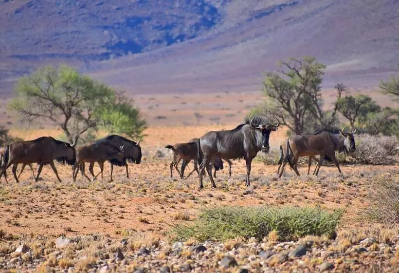 هتل Solitaire Desert Farm