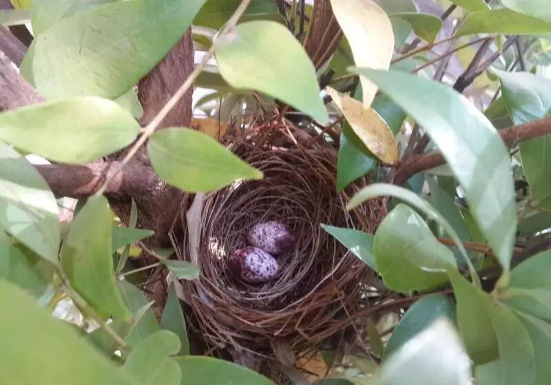 ホテル The Cockatoo Nature Resort & Spa