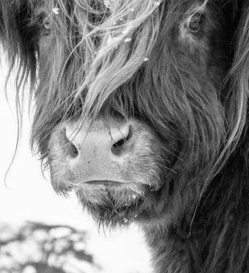 ユースホステル Simal Alm