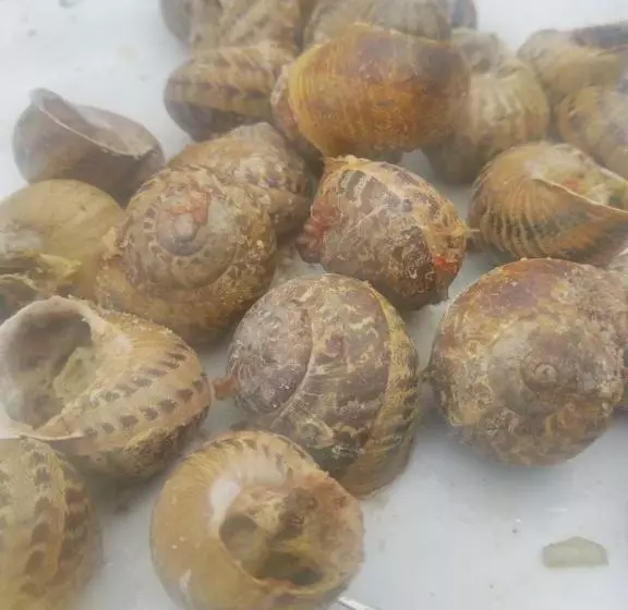 Aamiaismajoitus (B&B) Bed & Diner Les Terrasses De La Palme