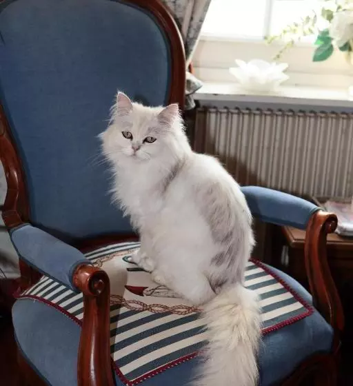 Aamiaismajoitus (B&B) L Armandière