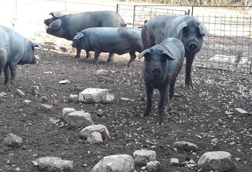 Отель Azienda Agrituristica Le Prunelle