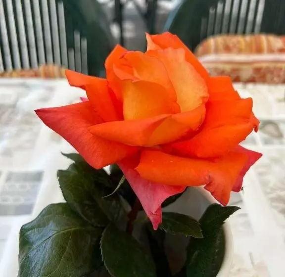 Majatalo Ferienwohnung Goldener Drache