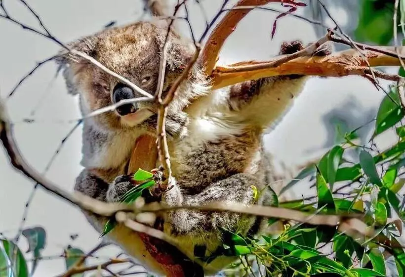 Hotel Odyssey Apollo Bay