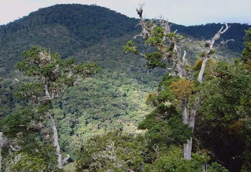 리조트 Dantica Cloud Forest Lodge