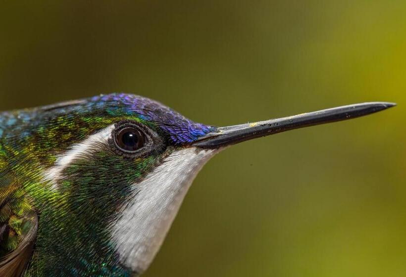 Курорт Dantica Cloud Forest Lodge