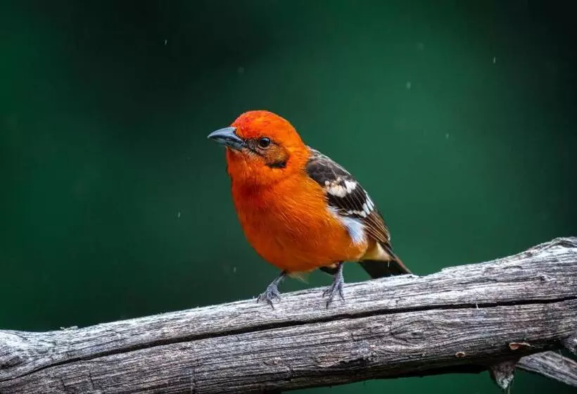 리조트 Dantica Cloud Forest Lodge