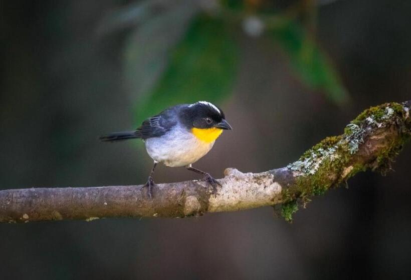Курорт Dantica Cloud Forest Lodge