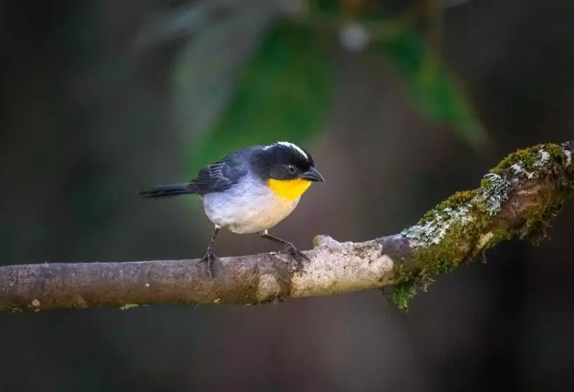 리조트 Dantica Cloud Forest Lodge