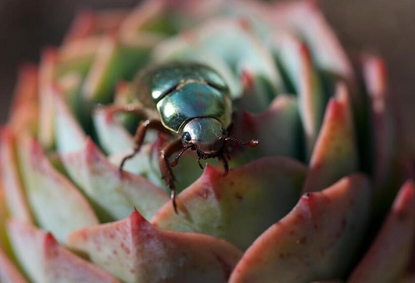 Курорт Dantica Cloud Forest Lodge