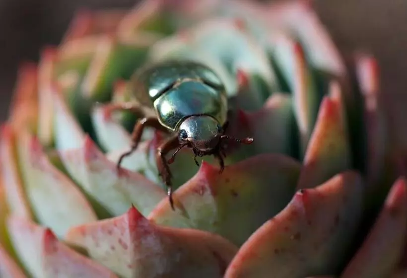 리조트 Dantica Cloud Forest Lodge